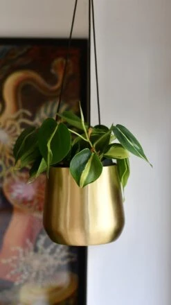 Philodendron Brasil & Atsu Brass Hanging Planter -Plant Sale Store 98bb8d 68e05421f86b4d61b671f979b0778261 mv2