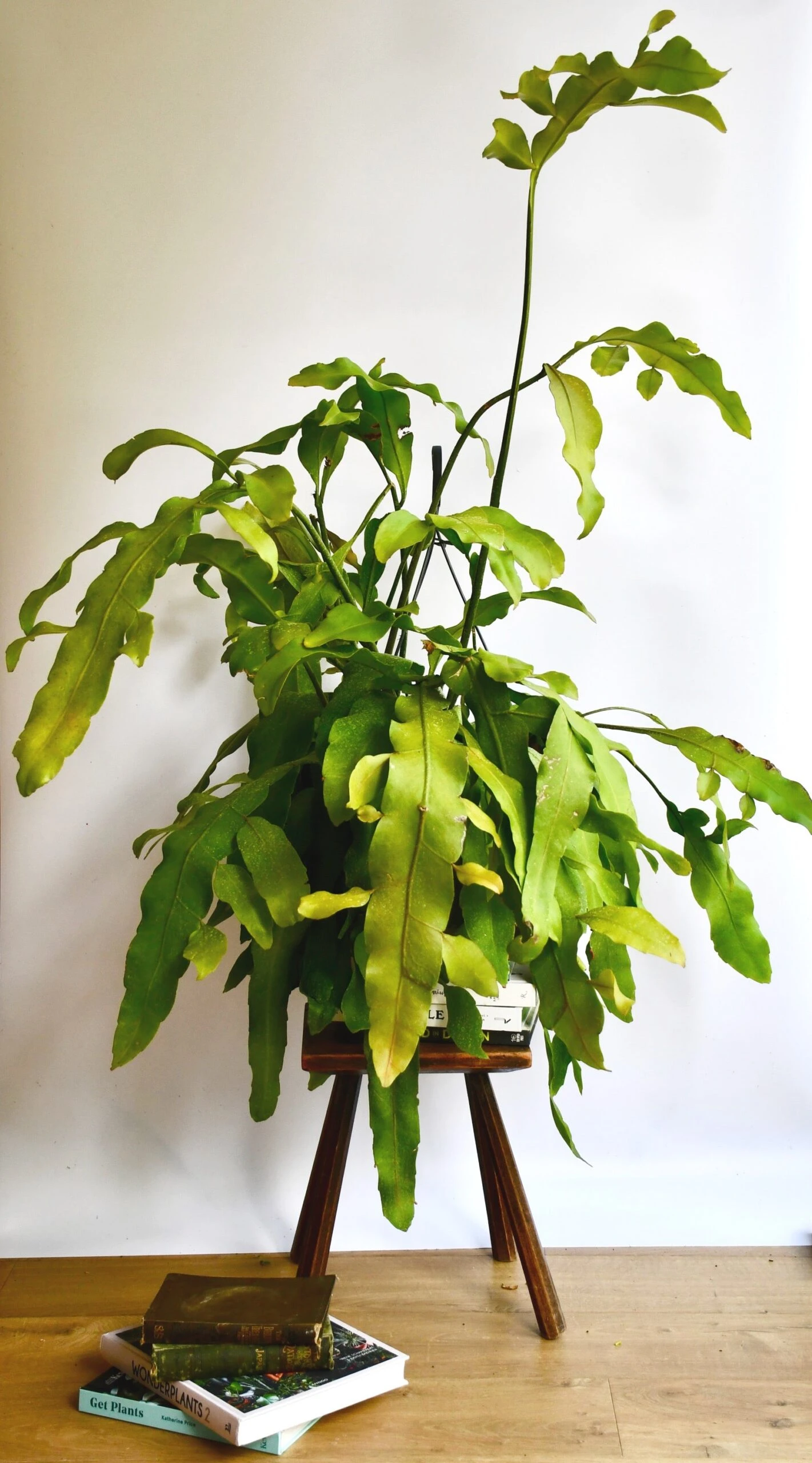 Epiphyllum 'Beavertail' 1 Epiphyllum 'Beavertail'