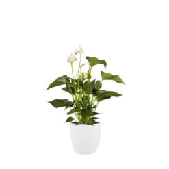 Brussels Round Plant Pot 30cm 9 Brussels Round Plant Pot 30cm -Plant Sale Store 98bb8d 6a38ed4e826c47779a1db89978f8607c mv2