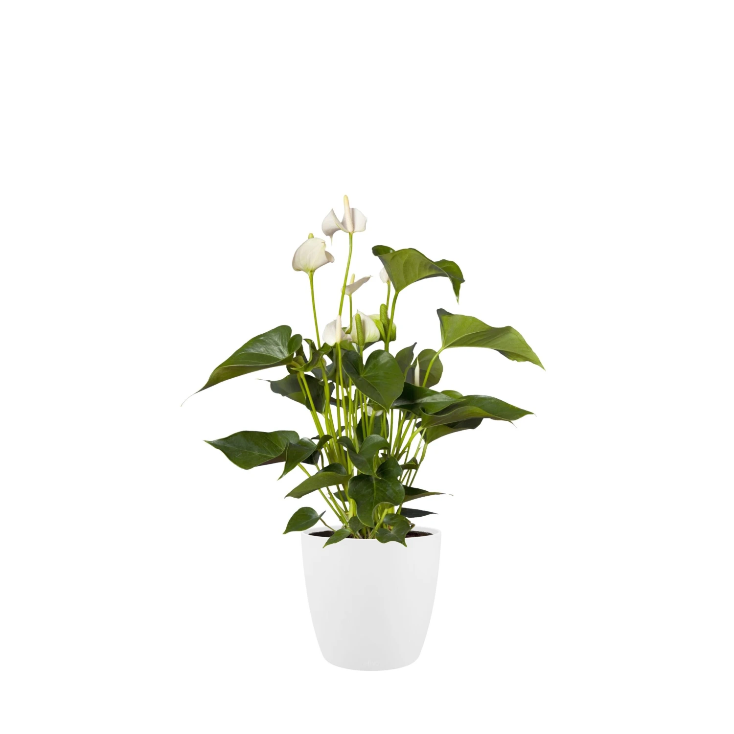 Brussels Round Plant Pot 30cm 5 Brussels Round Plant Pot 30cm - Image 5