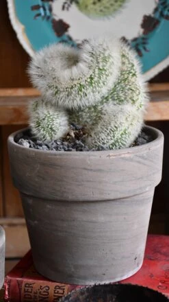 Plant Sale Store -Plant Sale Store 98bb8d 6a99fefef5454a44aa8abfa4cb5ffb78 mv2 1e9b93dc d2e0 4a98 8edf 714577f92420