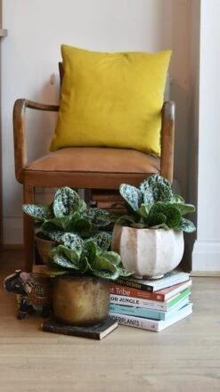 Streptocarpus Pretty Turtle 12 Streptocarpus Pretty Turtle -Plant Sale Store 98bb8d 6b349d1c022f4431b9b9831bb36ccff9 mv2