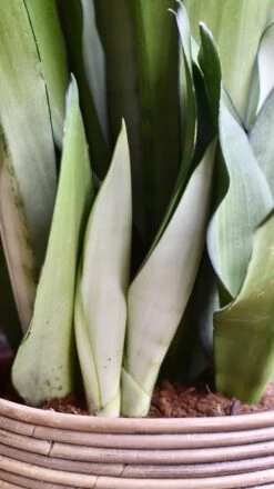 Sansevieria Trifasciata 'Moonshine' *Rare* 8 Sansevieria Trifasciata 'Moonshine' *Rare* -Plant Sale Store 98bb8d 6b3abd5611854ae587b50bc0ae888a72 mv2