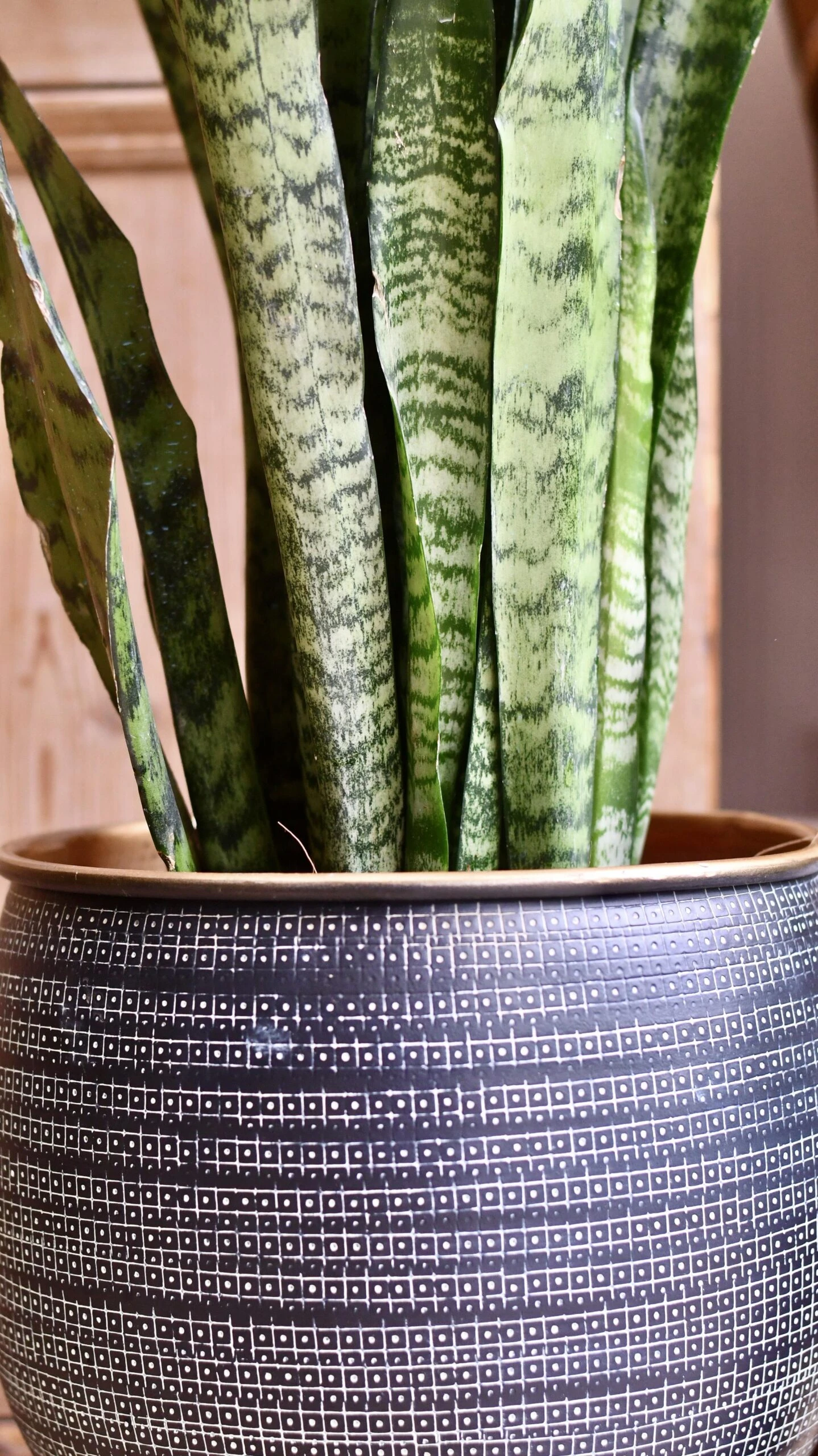 Sansevieria Trifasciata Zeylanica And Black Etched Planter 2 Sansevieria Trifasciata Zeylanica And Black Etched Planter - Image 2
