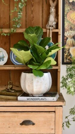 Bonsai Fig Tree ‘Ficus Lyrata'