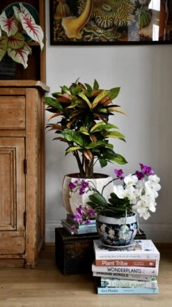 Small Codiaeum 'Mrs Iceton' 9 Small Codiaeum 'Mrs Iceton' -Plant Sale Store 98bb8d 6c6de9b7ed034a5699262c39c89bb309 mv2