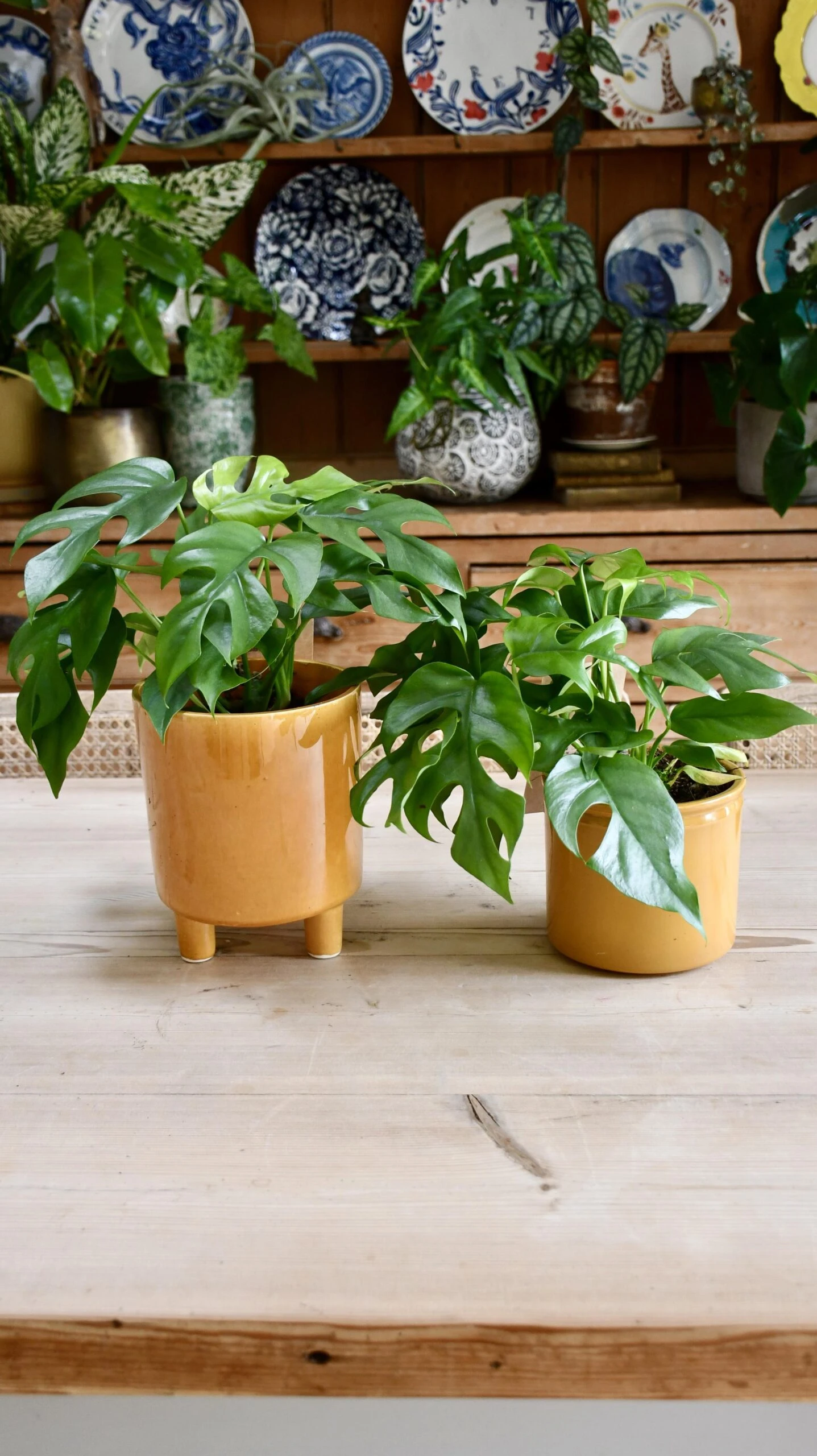 Monstera Minima Or Rhaphidophora Tetrasperma 2 Monstera Minima Or Rhaphidophora Tetrasperma - Image 2