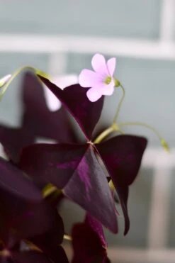 Oxalis Triangularis 'Purple Shamrock’ & Vibes Pot 19 Oxalis Triangularis 'Purple Shamrock’ & Vibes Pot -Plant Sale Store 98bb8d 6d474cac1bcd4404875706efda64cec7 mv2 d 2848 4272 s 4 2 0b0d5846 70c6 4f05 8365 7e058f17e5fd