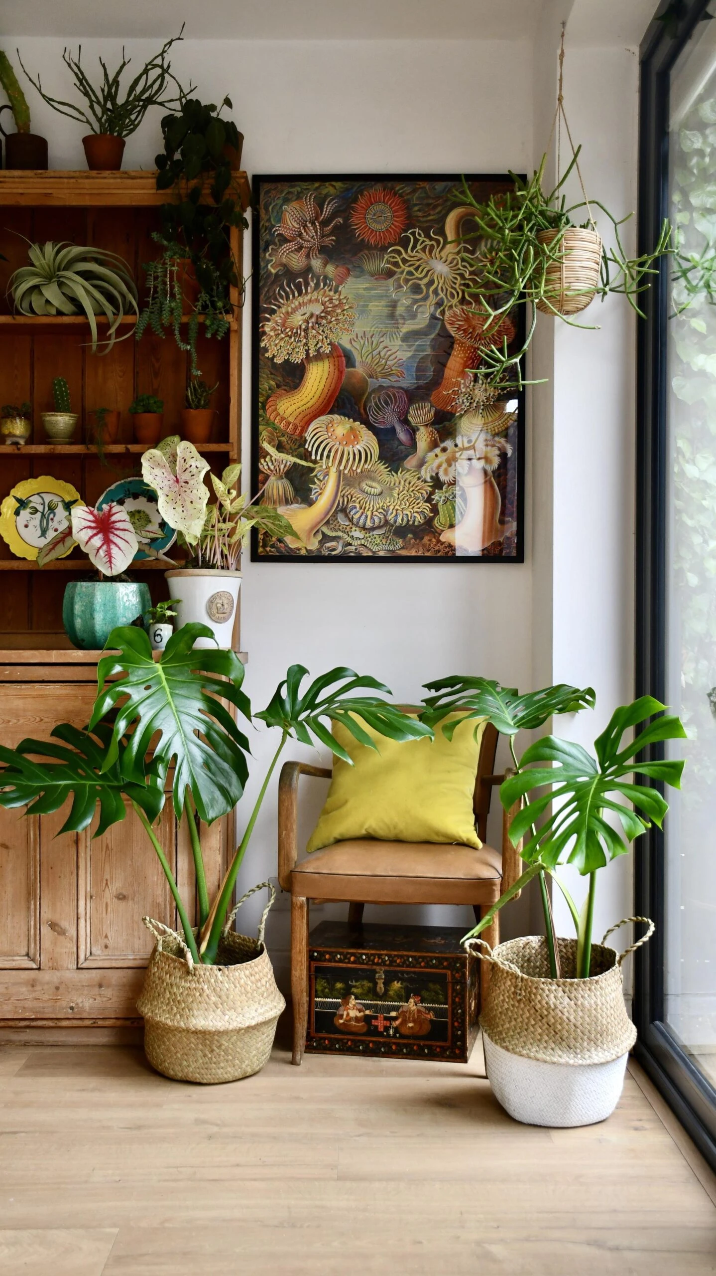 Medium Monstera Deliciosa (Elegant Stem Form) 1 Medium Monstera Deliciosa (Elegant Stem Form)