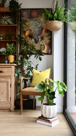 Monstera Deliciosa (Swiss Cheese Plant) -Plant Sale Store 98bb8d 6e630edff05840e091d062b7d7845154 mv2