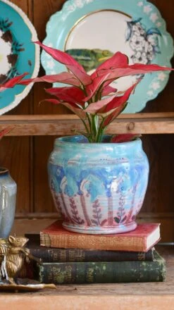 Aglaonema Pink Star -Plant Sale Store 98bb8d 6ec93e541ec5406eb828fbe8231427ad mv2