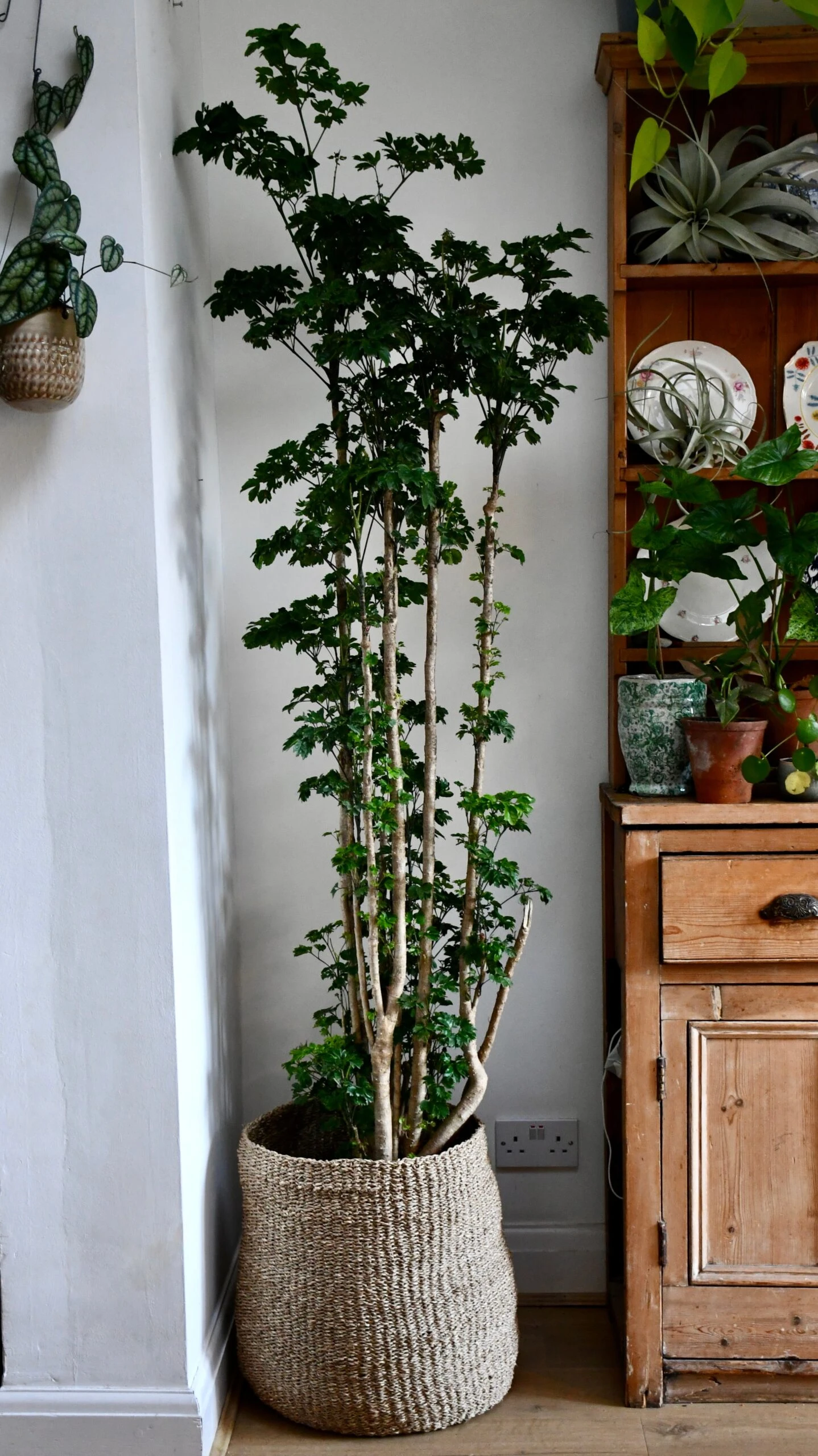 Polyscias Roble, Aralia Roble 2 Polyscias Roble, Aralia Roble - Image 2