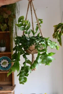 Selenicereus Chrysocardium - Fern Leaf Cactus 7 Selenicereus Chrysocardium - Fern Leaf Cactus -Plant Sale Store 98bb8d 7086fdbdcd064f429b2893720be071a8 mv2