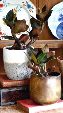 Black Velvet Jewel Orchid *rare* (Ludisia Discolor Black Velvet) -Plant Sale Store 98bb8d 71b405303d5c4d5b82b2bcf01e09d5e3 mv2