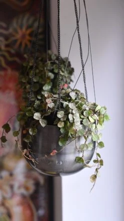 Hoya Curtisii, Wax Flower, Porcelain Flower 7 Hoya Curtisii, Wax Flower, Porcelain Flower -Plant Sale Store 98bb8d 72a301b9e52a478288773150874bbcf1 mv2