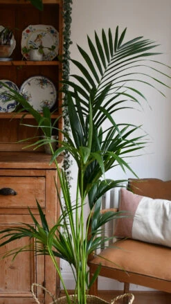 Kentia Palm (Howea Forsterian) 11 Kentia Palm (Howea Forsterian) -Plant Sale Store 98bb8d 7368e3fd5e874534abe8eafa7fe06d5a mv2