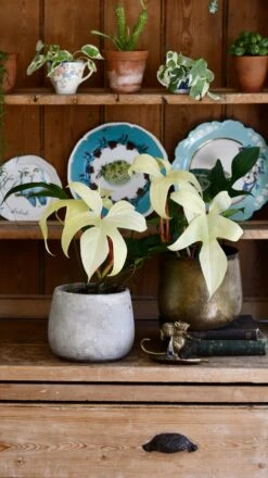 Philodendron Pedatum 'Florida Ghost' -Plant Sale Store 98bb8d 73e43ce238a446fc8f45699f66fedf03 mv2