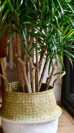 Dracaena Anita Tree 6 Dracaena Anita Tree -Plant Sale Store 98bb8d 742ef30f1a58434f8cb993fb4f2ad0a9 mv2