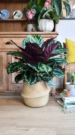 XL Calathea Roseopicta 'Medallion' -Plant Sale Store 98bb8d 759d3ca3d6fd48bc9c3b24492148cee4 mv2