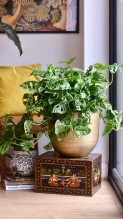 XL Monstera Obliqua 'Monkey Mask' 9 XL Monstera Obliqua 'Monkey Mask' -Plant Sale Store 98bb8d 75b8a8cfce2345378ecbdc768a2e3539 mv2