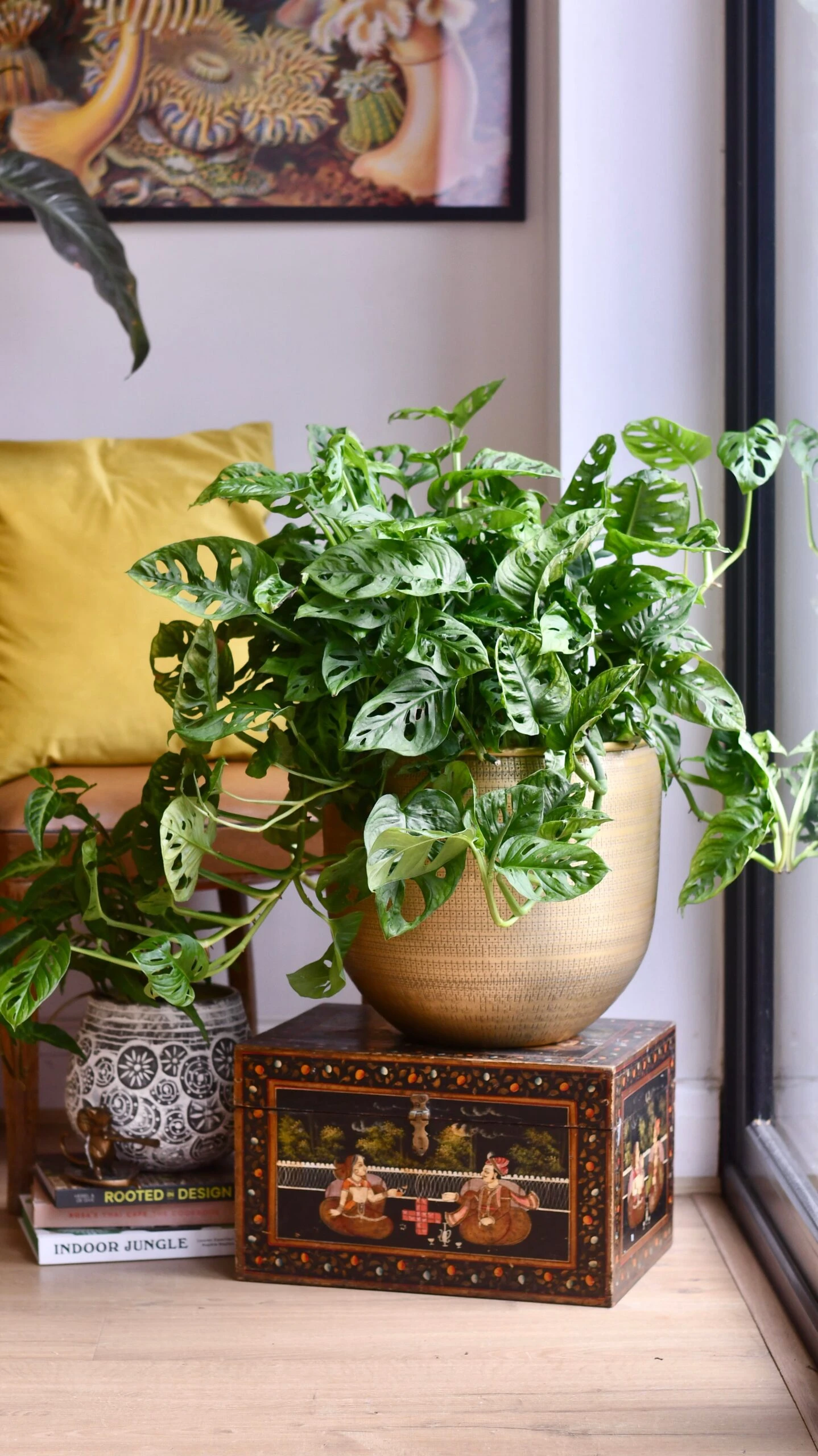 XL Monstera Obliqua 'Monkey Mask' 3 XL Monstera Obliqua 'Monkey Mask' - Image 3