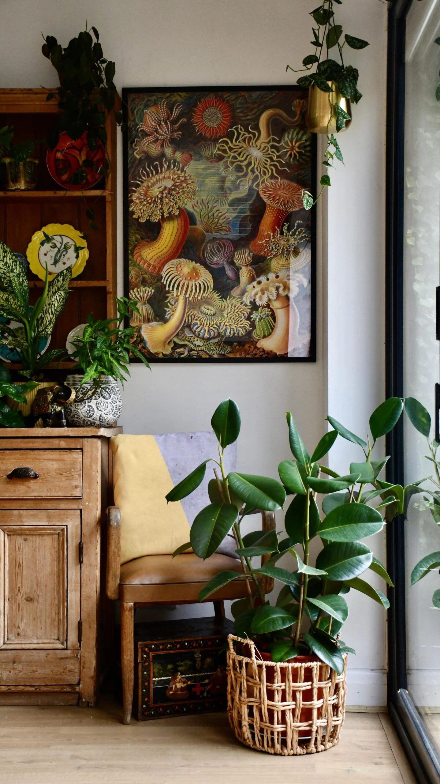 Rubber Plant (Ficus Elastica, Ficus Robusta) 2 Rubber Plant (Ficus Elastica, Ficus Robusta) - Image 2