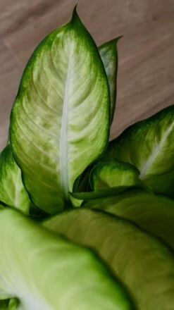 Dieffenbachia Summer (Dumb Cane Or Leopard Lily) 9 Dieffenbachia Summer (Dumb Cane Or Leopard Lily) -Plant Sale Store 98bb8d 76043aa880d5402ea904893473200e8a mv2 5cb71f48 998e 46d1 bafd c71b80d8133c