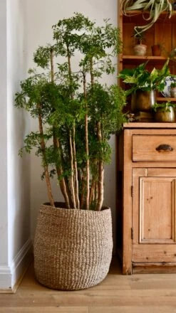 Polyscias Ming Or Aralia Ming 12 Polyscias Ming Or Aralia Ming -Plant Sale Store 98bb8d 76094673a3a64ad99e8e2d107d0bac6e mv2