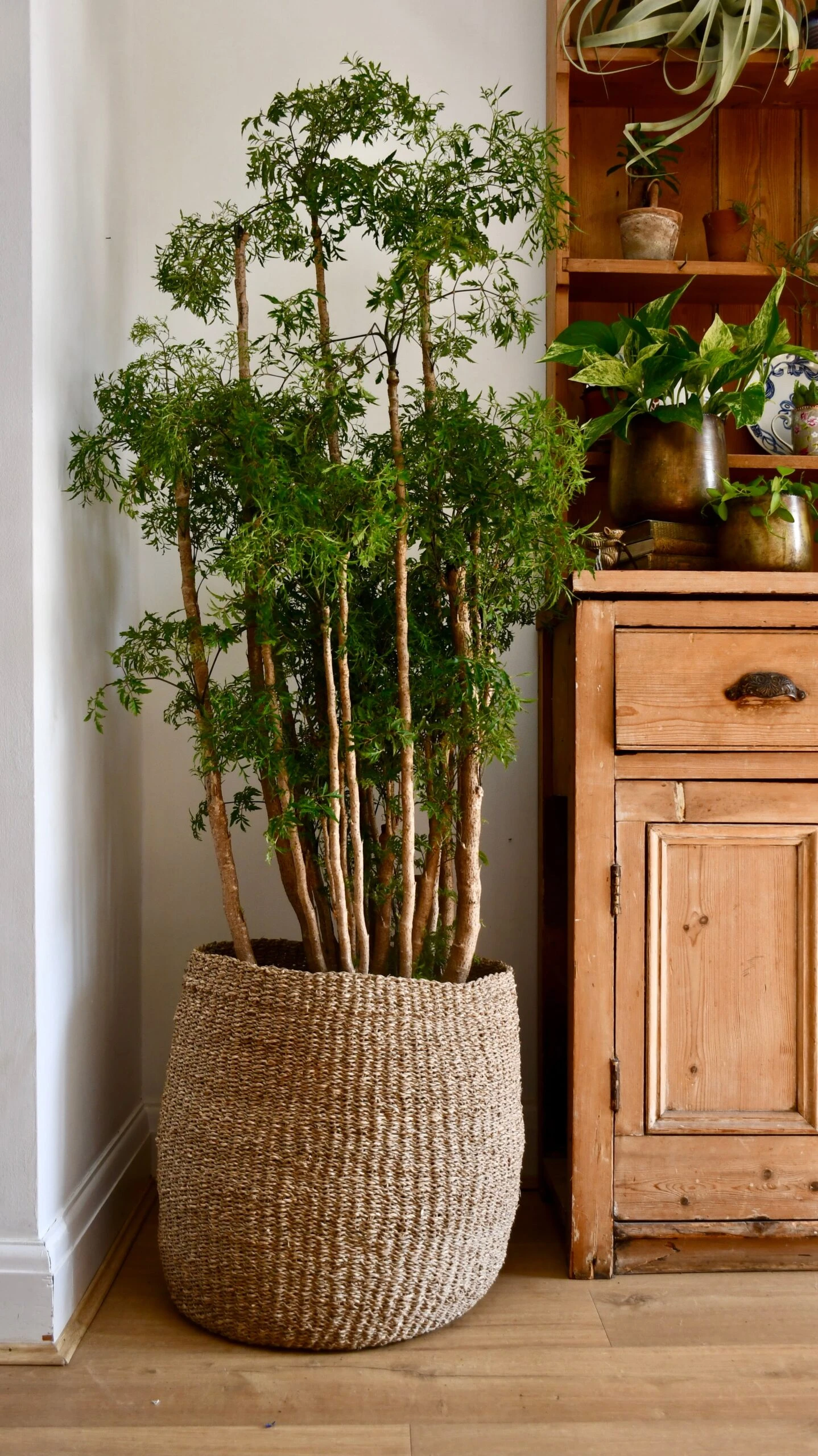 Polyscias Ming Or Aralia Ming 3 Polyscias Ming Or Aralia Ming - Image 3