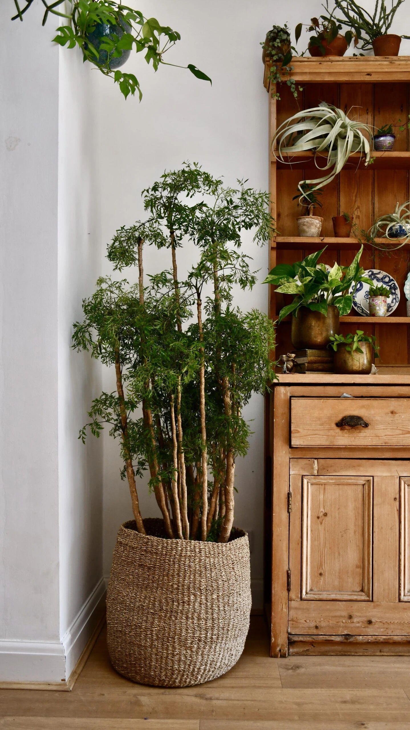 Polyscias Ming Or Aralia Ming 1 Polyscias Ming Or Aralia Ming