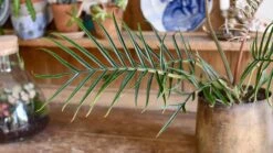 Philodendron Tortum *Rare* -Plant Sale Store 98bb8d 771720aea8994f418ca41d652c6e1a3d mv2