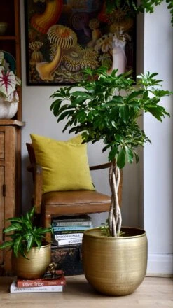The Umbrella Tree Or Schefflera Plant -Plant Sale Store 98bb8d 771ccca4cde1479789b5ae2653732487 mv2