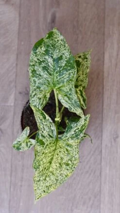 Syngonium Mottled | Mojito -Plant Sale Store 98bb8d 772b6f93b2e0426084484dc295496acb mv2