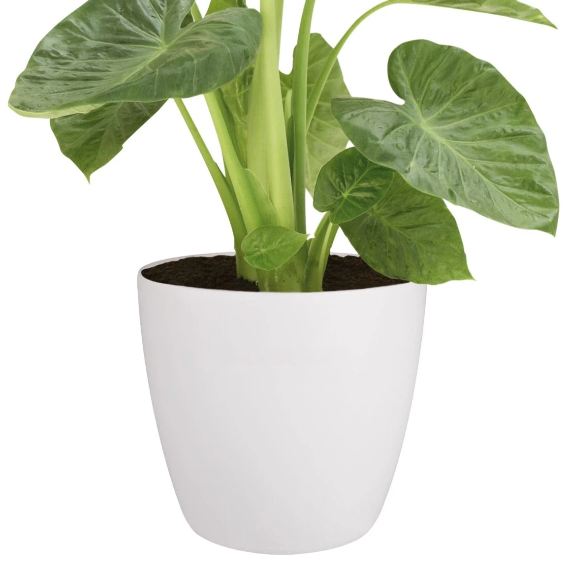 Brussels Round Plant Pot 30cm 2 Brussels Round Plant Pot 30cm - Image 2