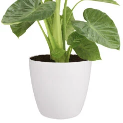 Brussels Round Plant Pot 40cm (Large Indoor Plant Pots) 13 Brussels Round Plant Pot 40cm (Large Indoor Plant Pots) -Plant Sale Store 98bb8d 77400926624c4acba72aeaca3b1451bc mv2 de249af5 979a 4a8c 94ee b7aea8465da4