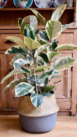 Ficus Tineke, Variegated Rubber Plant, 5 Ficus Tineke, Variegated Rubber Plant, -Plant Sale Store 98bb8d 775d4ee657664d6aa4aed1dd102ff246 mv2