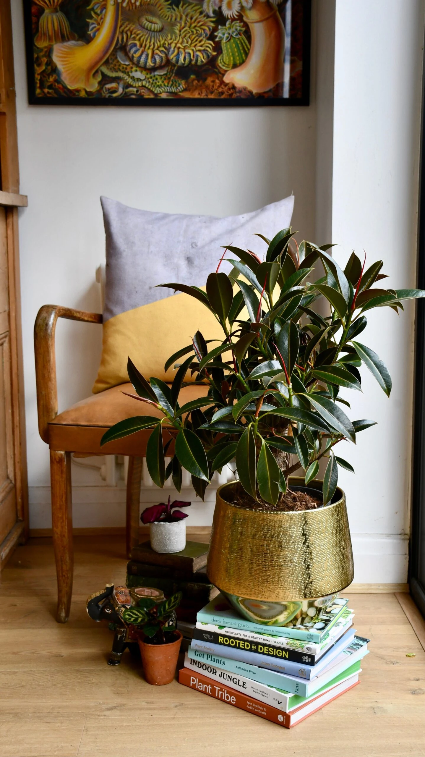 Ficus Melany Mangrove (Rubber Plant) 1 Ficus Melany Mangrove (Rubber Plant)