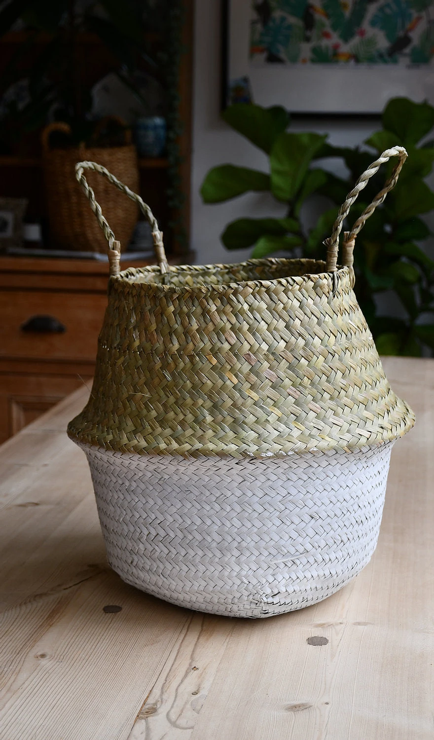 XL Variegated Monstera 4 XL Variegated Monstera - Image 4