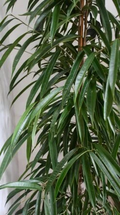 Tall Ficus Maclellandii Alii Or Large Amstel King 7 Tall Ficus Maclellandii Alii Or Large Amstel King -Plant Sale Store 98bb8d 7a550ad655e541d3a2d440312c9766c8 mv2