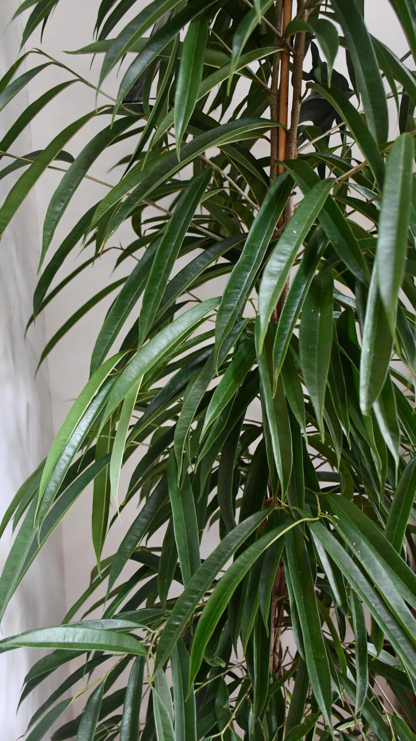 Tall Ficus Maclellandii Alii Or Large Amstel King 4 Tall Ficus Maclellandii Alii Or Large Amstel King - Image 4