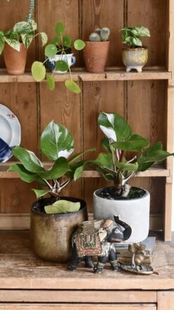 Philodendron White Knight 17 Philodendron White Knight -Plant Sale Store 98bb8d 7af51642f4824f1684cbf686465e7a67 mv2