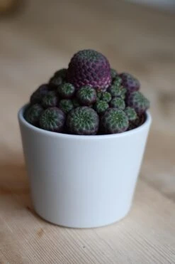 Sulcorebutia Rauschii -Plant Sale Store 98bb8d 7d733022894343909535d4d9fbb62c85 mv2 d 3712 5568 s 4 2