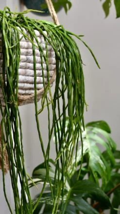 Rhipsalis Paradoxa - Chain Cactus 8 Rhipsalis Paradoxa - Chain Cactus -Plant Sale Store 98bb8d 7dea208014b645be9069ff6eace87660 mv2