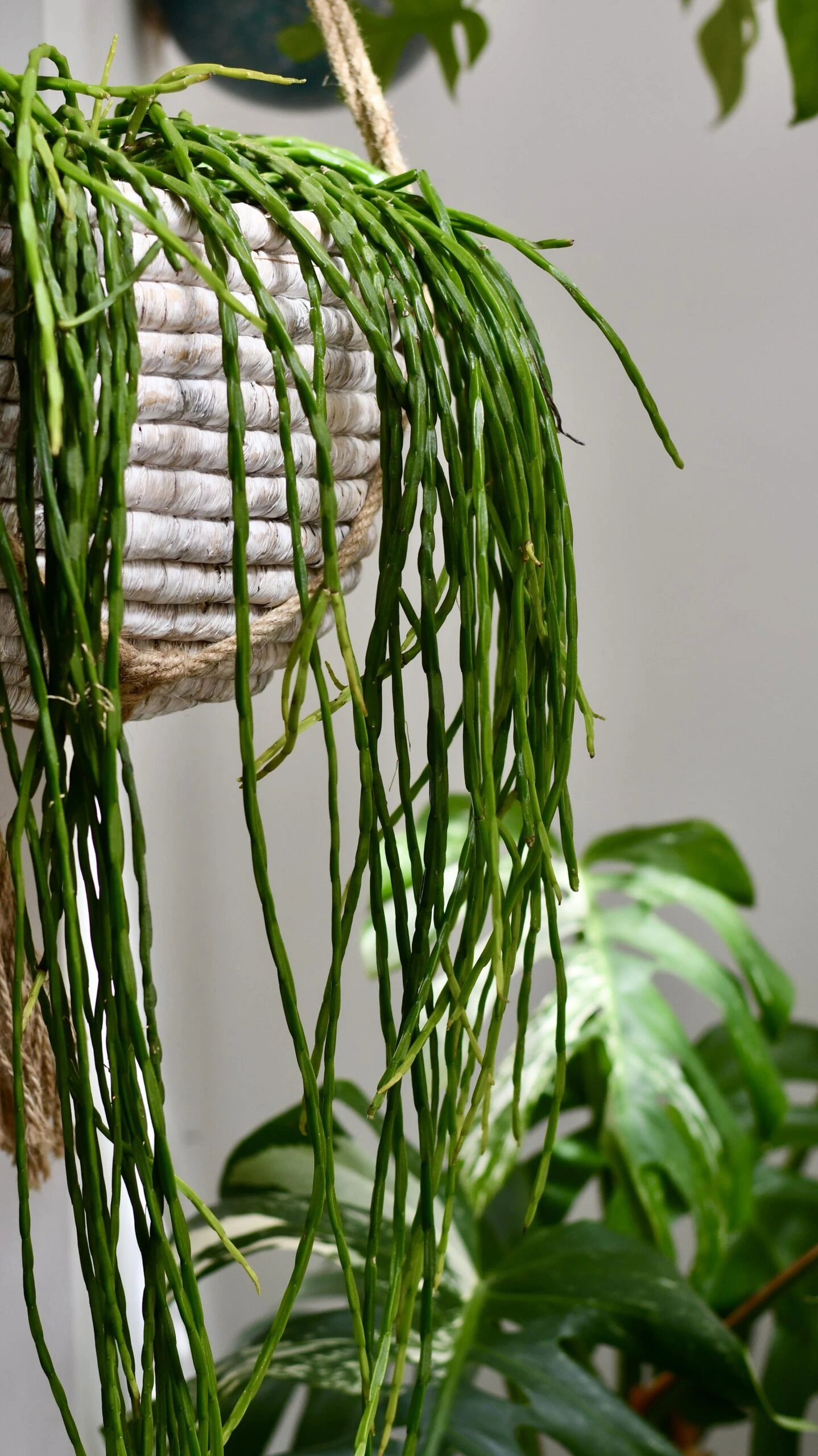 Rhipsalis Paradoxa - Chain Cactus 4 Rhipsalis Paradoxa - Chain Cactus - Image 4