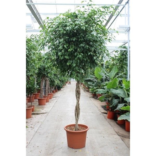 Ficus Exotica Twisted Stem (Large Tree) 1 Ficus Exotica Twisted Stem (Large Tree)