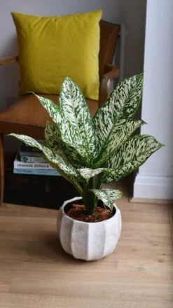 Dieffenbachia White Etna *Rare* -Plant Sale Store 98bb8d 7ec301ee37e844f7a3258d9139dd7e90 mv2