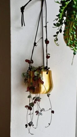 Hanging String Of Hearts & Atsu Brass Hanging Planter -Plant Sale Store 98bb8d 7f13ffec9d2340e49ef9759d0c21ffab mv2