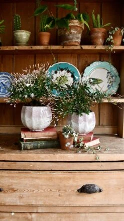 White Jasmine (Jasminum Polyanthium) 7 White Jasmine (Jasminum Polyanthium) -Plant Sale Store 98bb8d 7f1a9c90cccf4caa87c9430507213e68 mv2