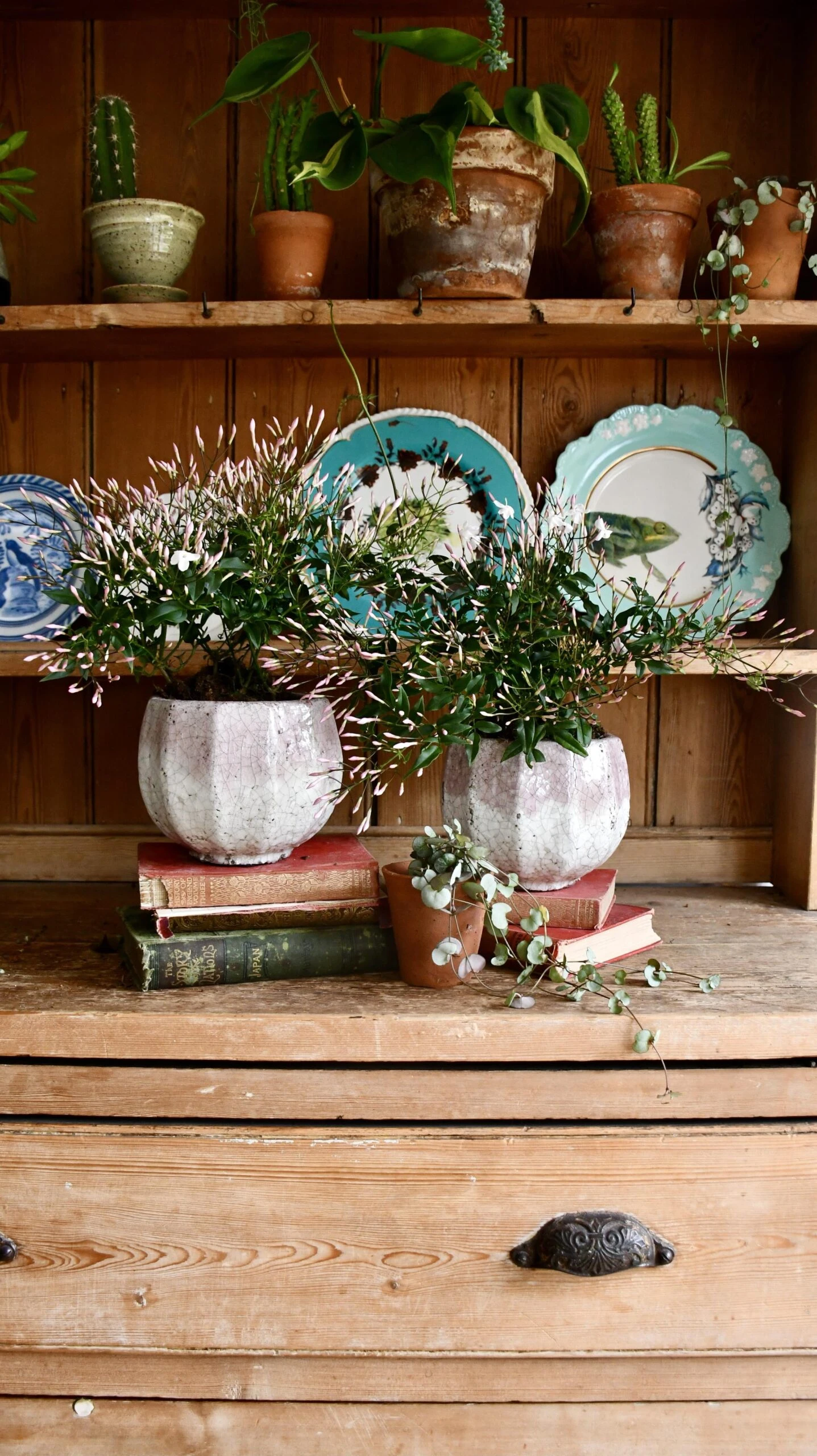 White Jasmine (Jasminum Polyanthium) 3 White Jasmine (Jasminum Polyanthium) - Image 3