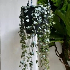 Brussels Hanging Basket 18cm -Plant Sale Store 98bb8d 805f458e4ab543d281602b93f8c0db53 mv2